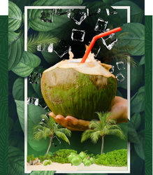 COCO GELADO 